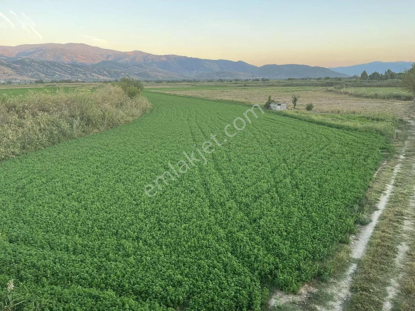 Miray Emlaktan Nazilli Esenköyde (arpazda) Satılık Tarla — fotoğraf 5