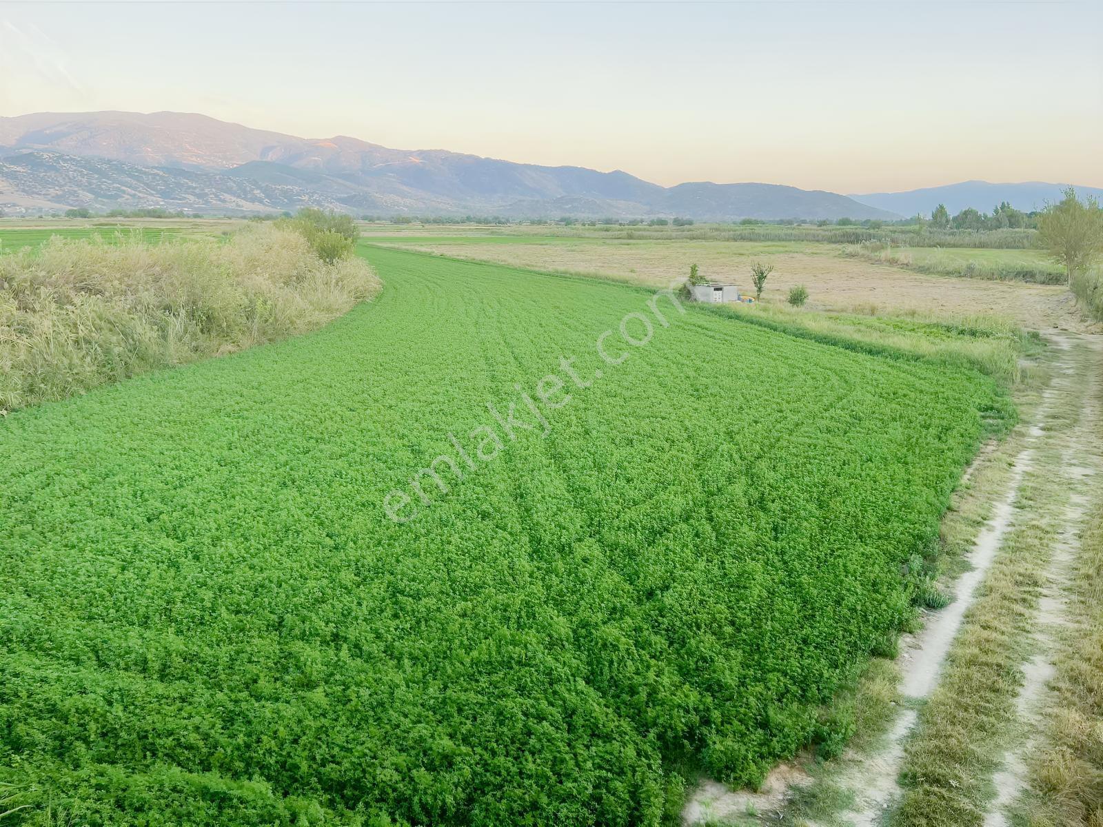 Miray Emlaktan Nazilli Esenköyde (arpazda) Satılık Tarla — fotoğraf 6