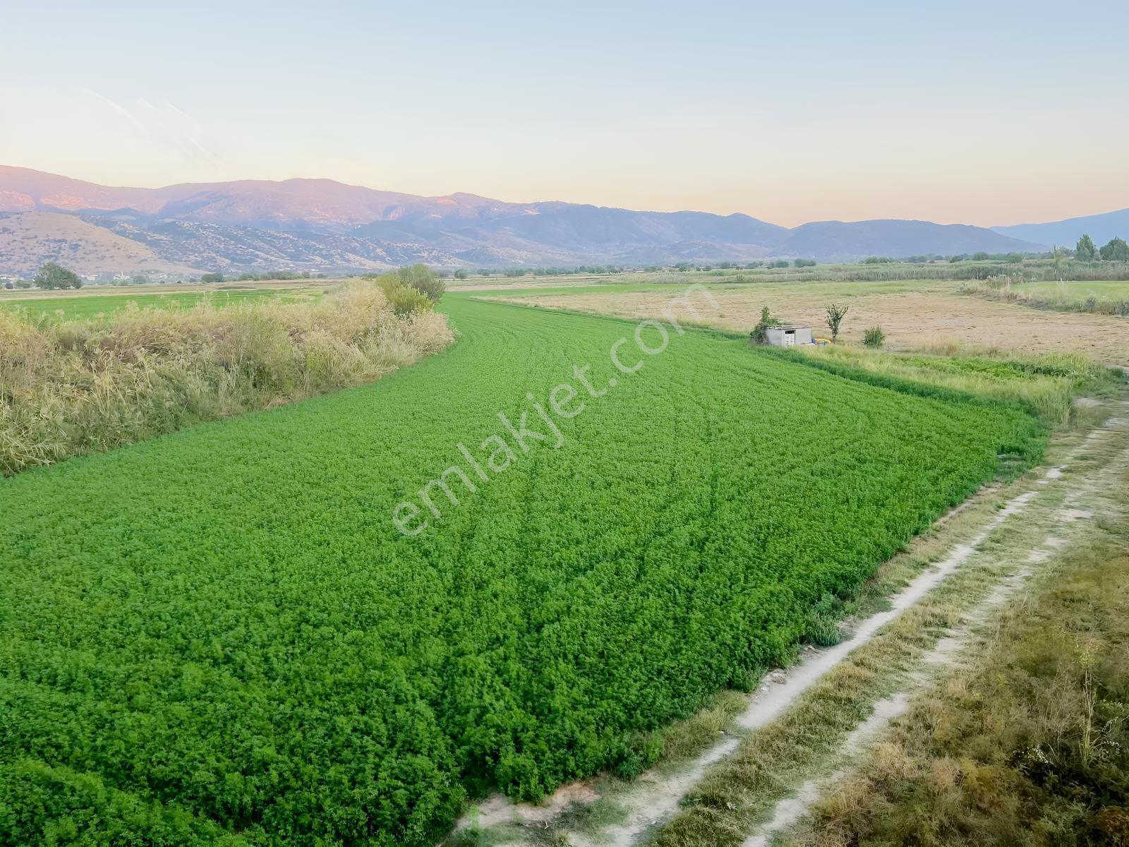 Miray Emlaktan Nazilli Esenköyde (arpazda) Satılık Tarla — fotoğraf 12