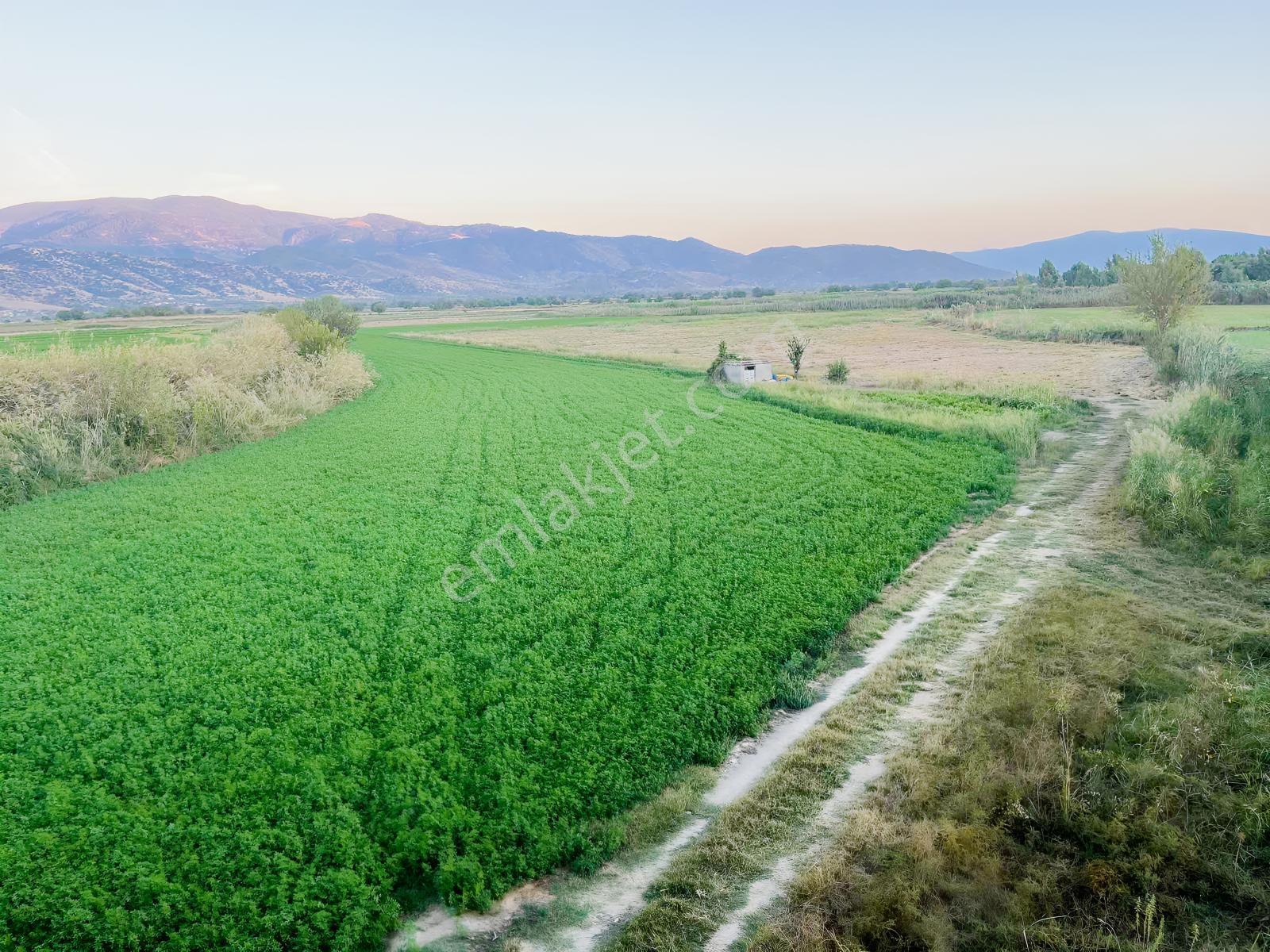 Miray Emlaktan Nazilli Esenköyde (arpazda) Satılık Tarla — fotoğraf 16