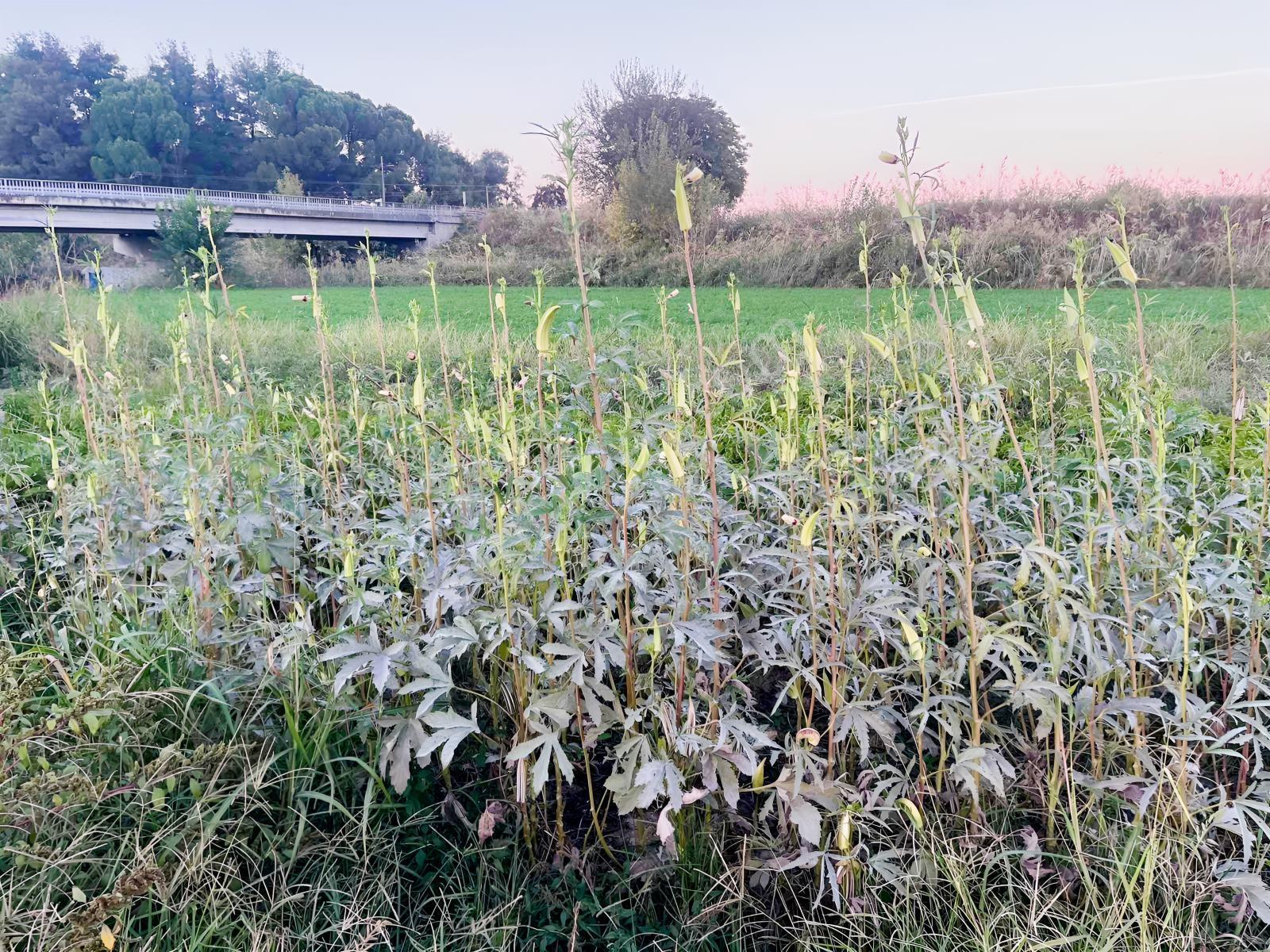 Miray Emlaktan Nazilli Esenköyde (arpazda) Satılık Tarla — fotoğraf 19