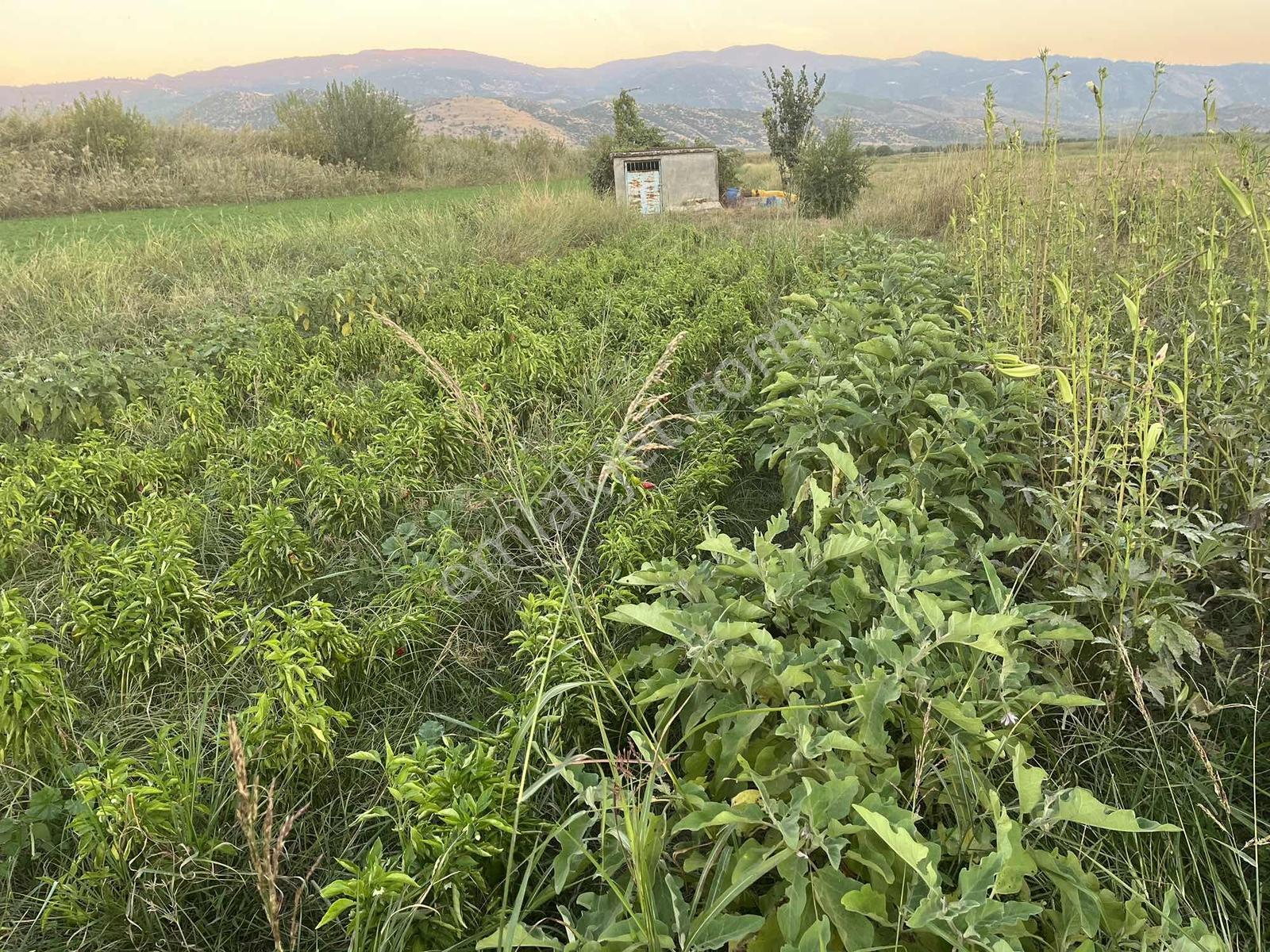 Miray Emlaktan Nazilli Esenköyde (arpazda) Satılık Tarla — fotoğraf 27