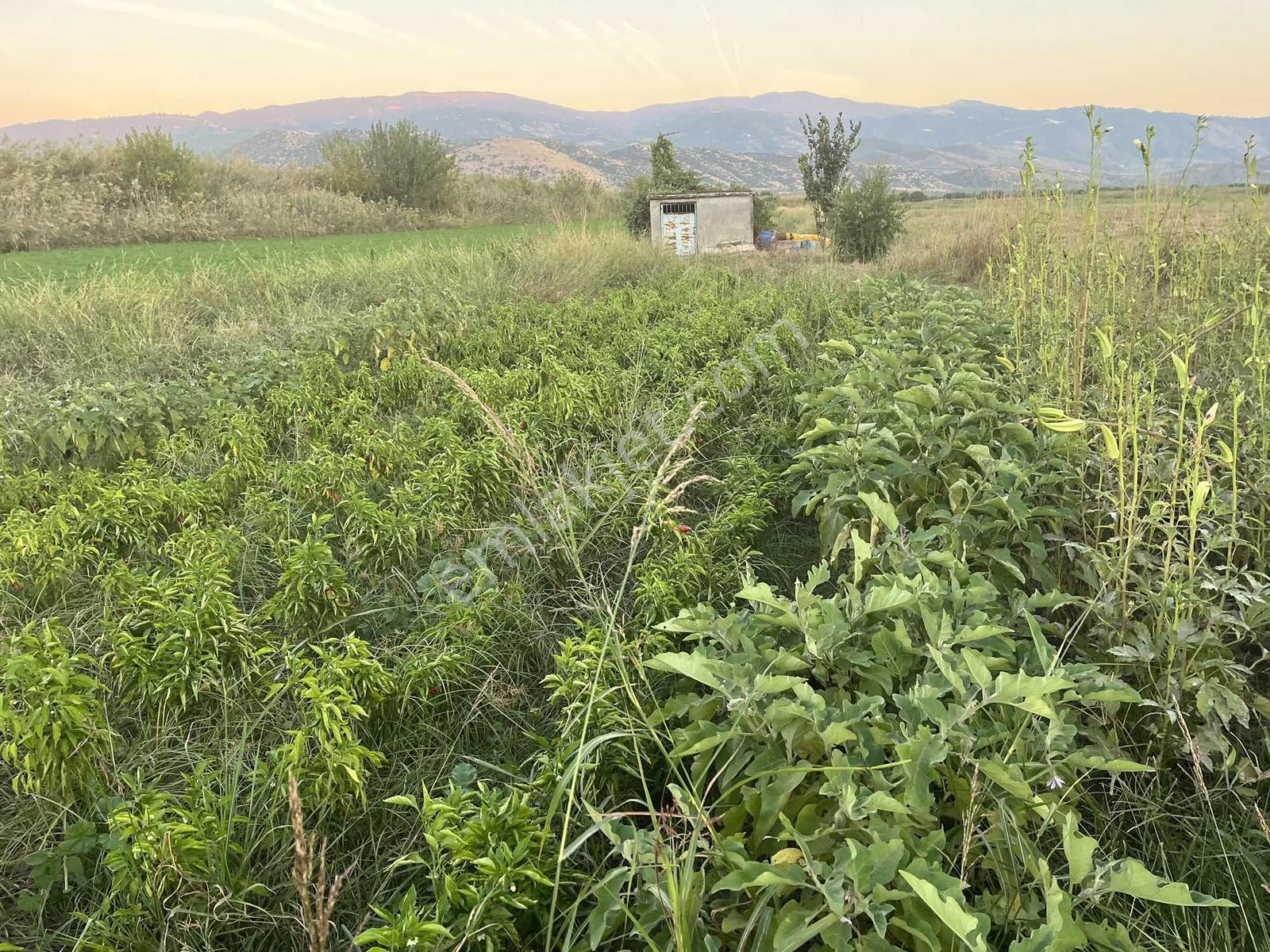 Miray Emlaktan Nazilli Esenköyde (arpazda) Satılık Tarla — fotoğraf 31