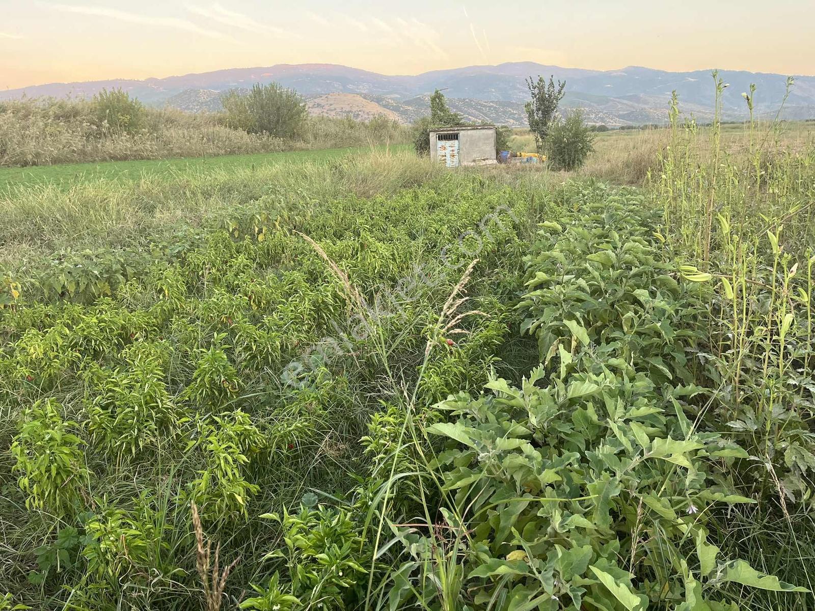 Miray Emlaktan Nazilli Esenköyde (arpazda) Satılık Tarla — fotoğraf 32