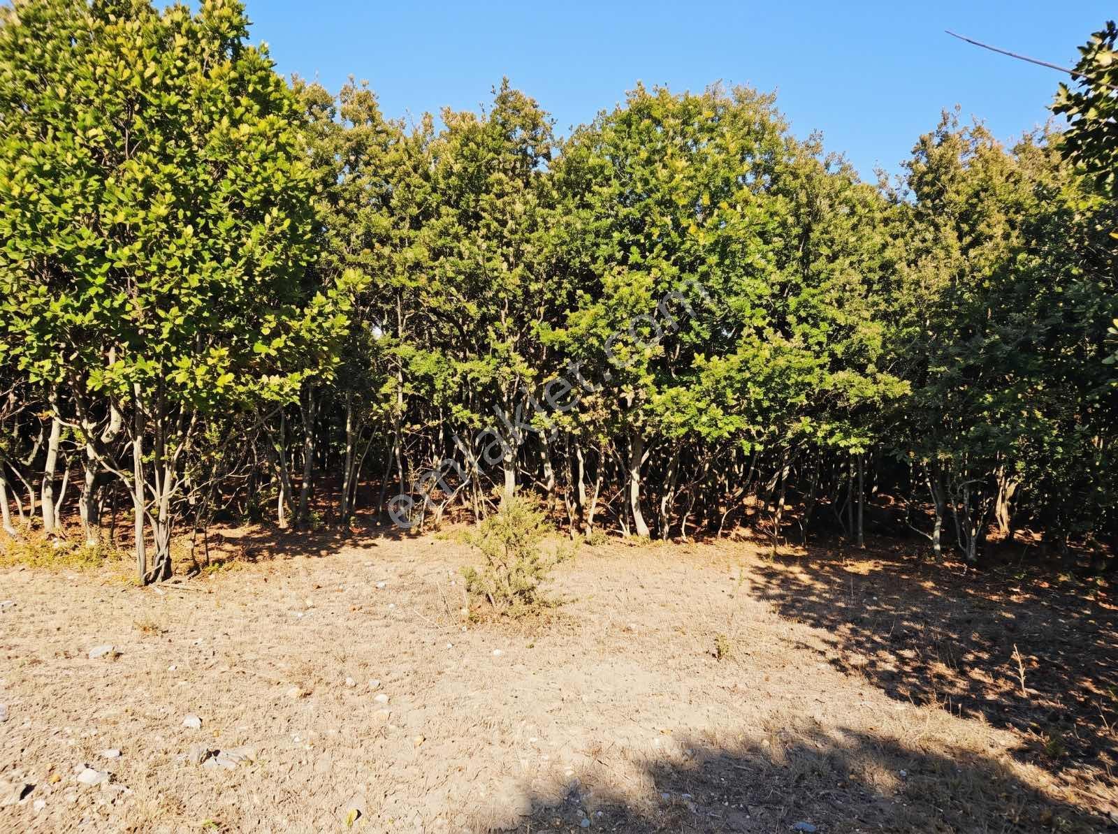 Çanakkale Merkez Doğayla İç İçe 41.207 M² Yatırımlık Tarla — fotoğraf 2