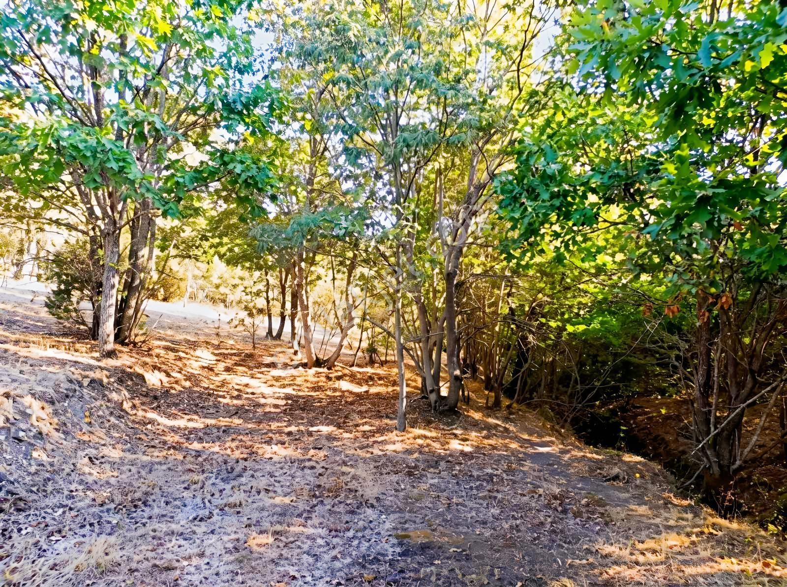 Çanakkale Merkez Doğayla İç İçe 41.207 M² Yatırımlık Tarla — fotoğraf 6