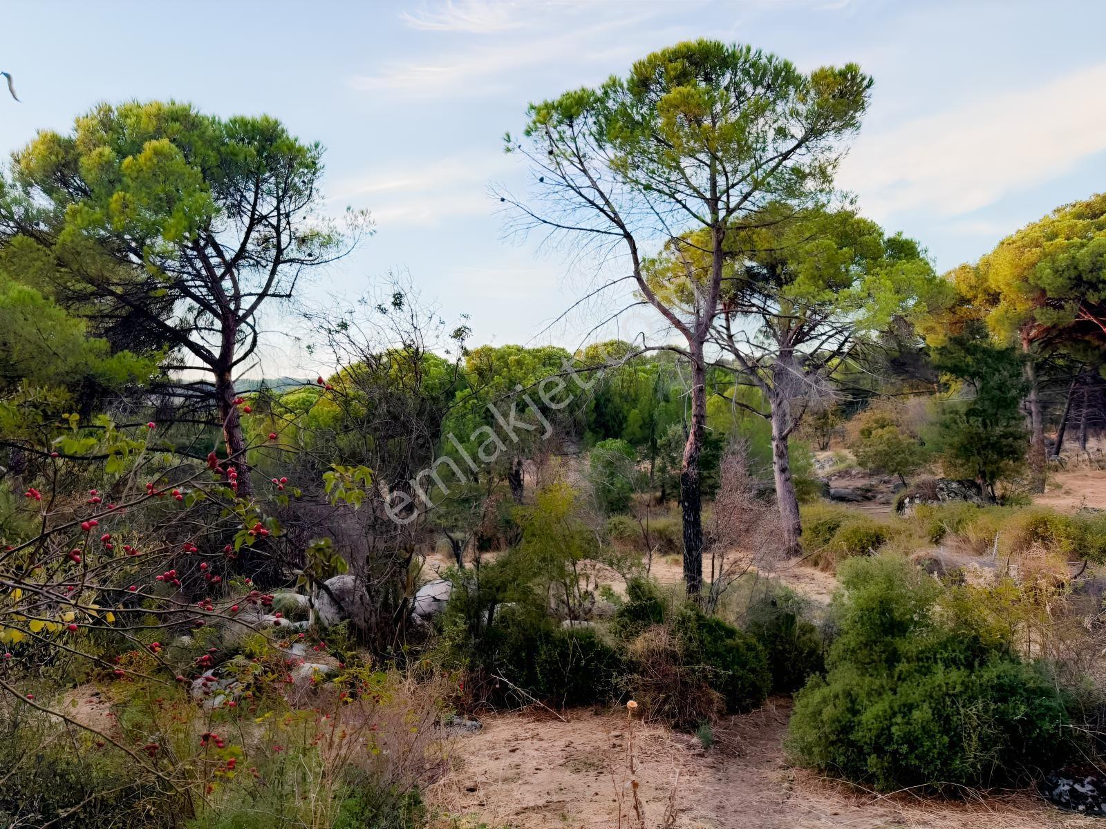 Bergama Hisarköy Mahallesin'de 28.525m2 Satılık Tarla — fotoğraf 10