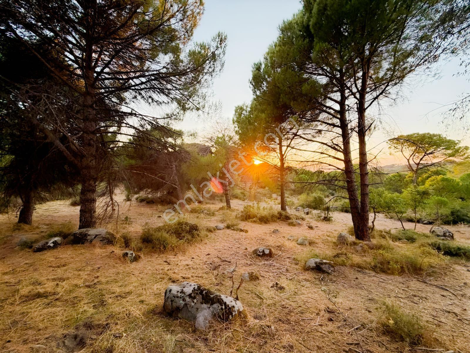 Bergama Hisarköy Mahallesin'de 28.525m2 Satılık Tarla — fotoğraf 13