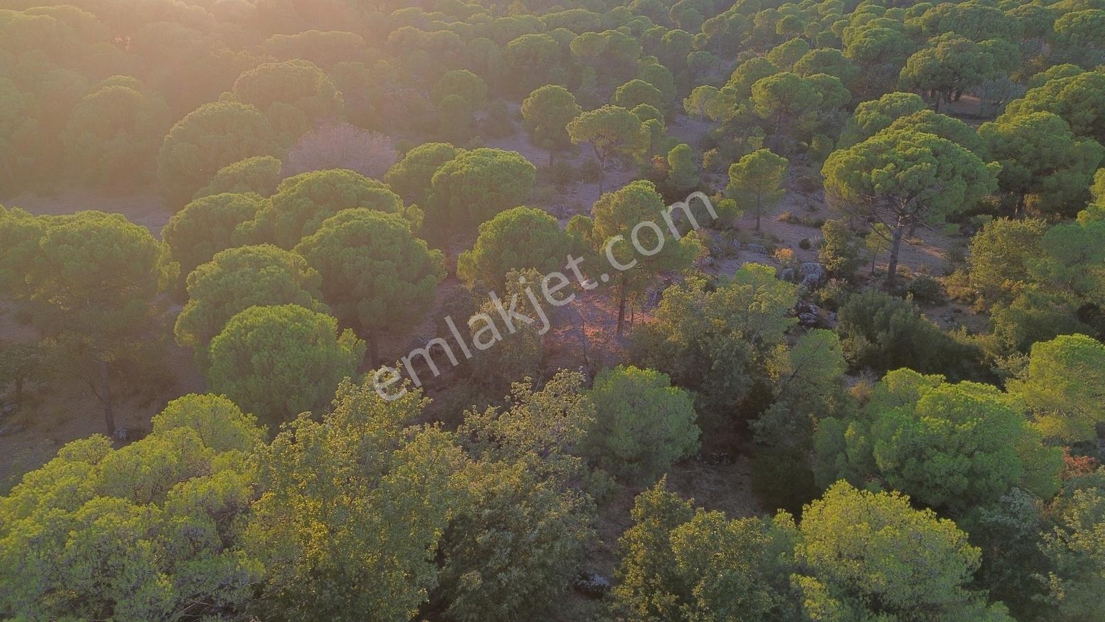 Bergama Hisarköy Mahallesin'de 28.525m2 Satılık Tarla — fotoğraf 21