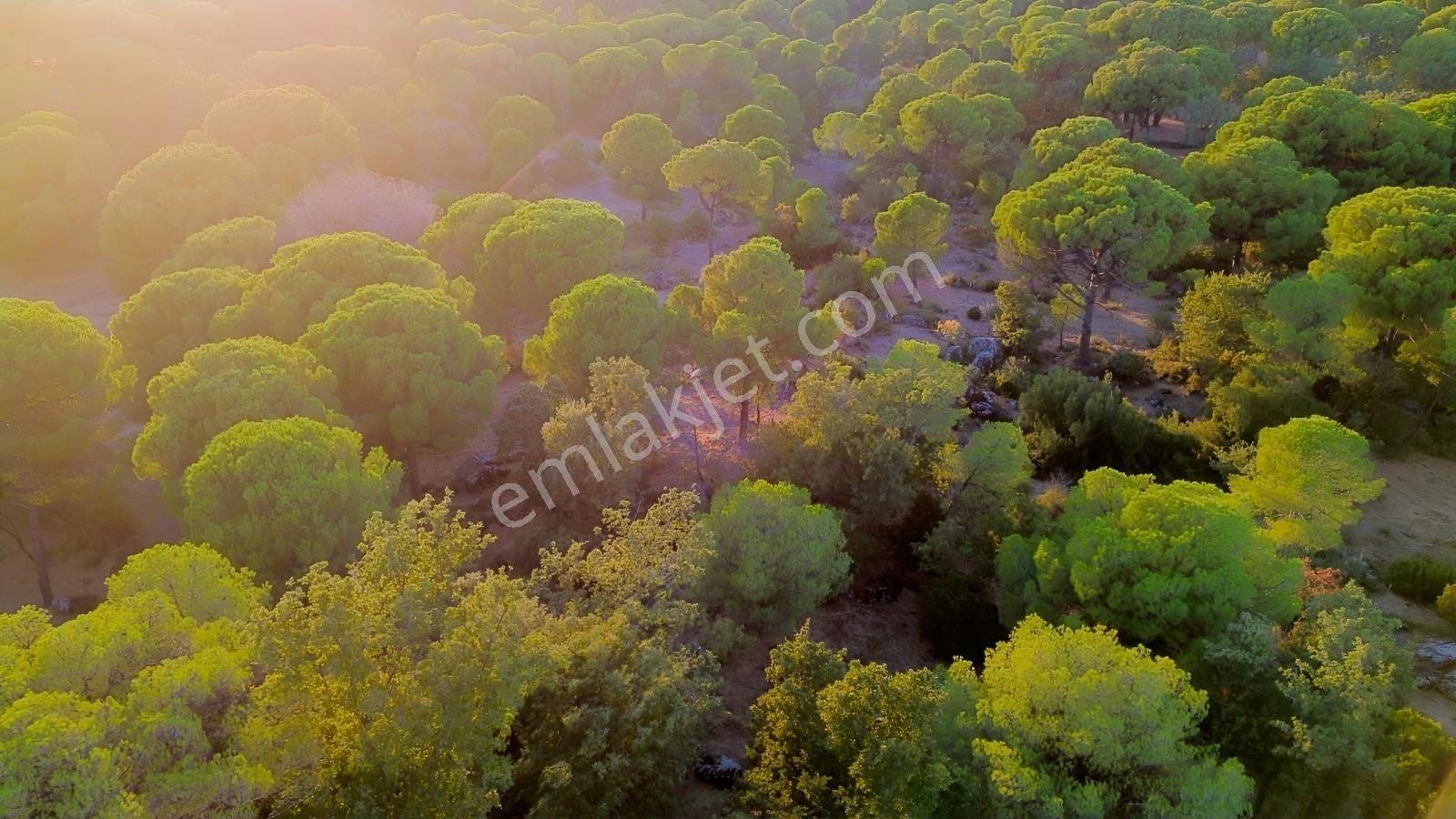 Bergama Hisarköy Mahallesin'de 28.525m2 Satılık Tarla — fotoğraf 22