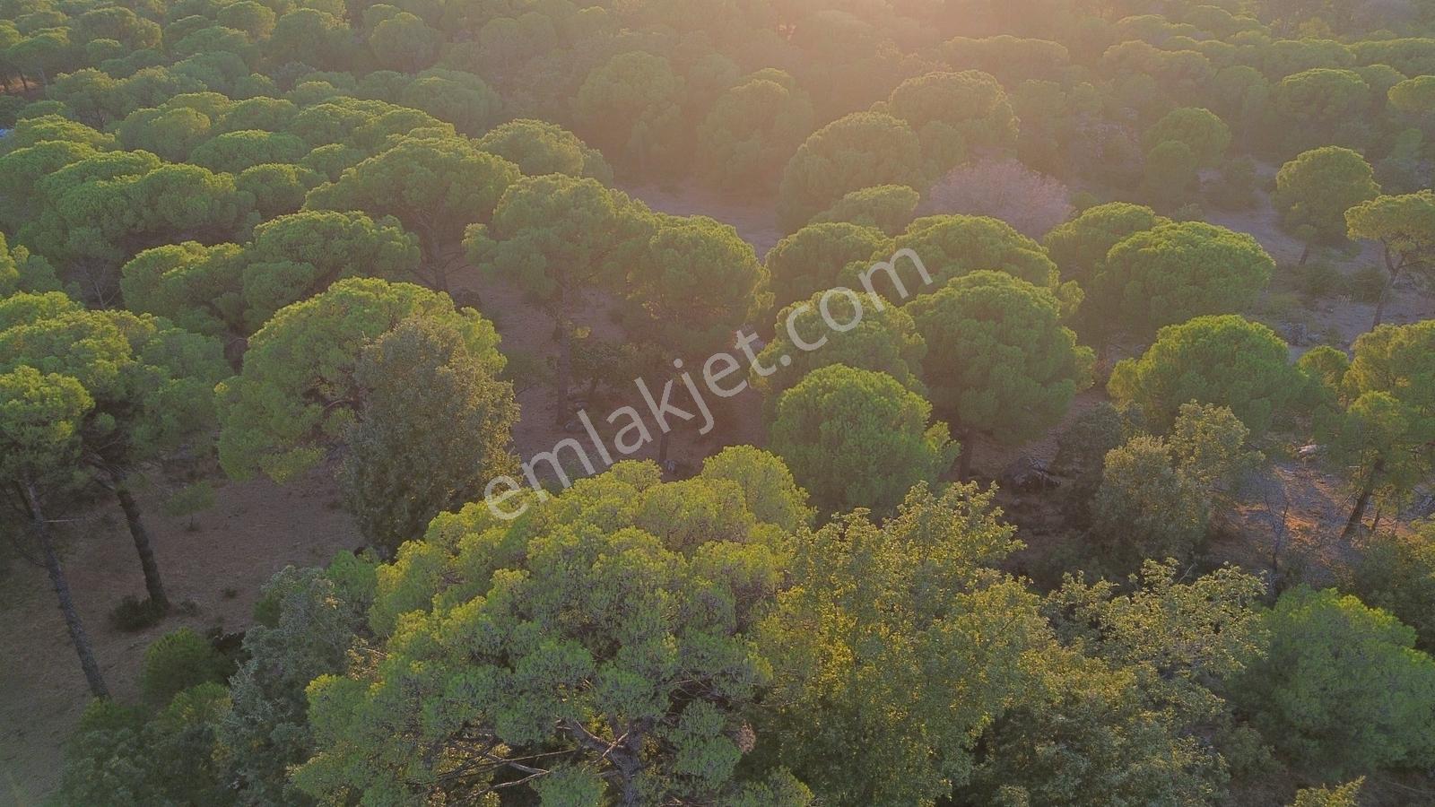 Bergama Hisarköy Mahallesin'de 28.525m2 Satılık Tarla — fotoğraf 23