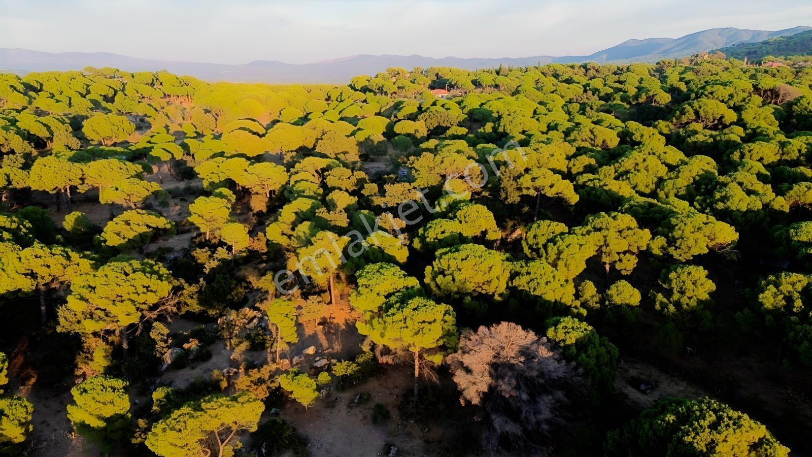 Bergama Hisarköy Mahallesin'de 28.525m2 Satılık Tarla — fotoğraf 27