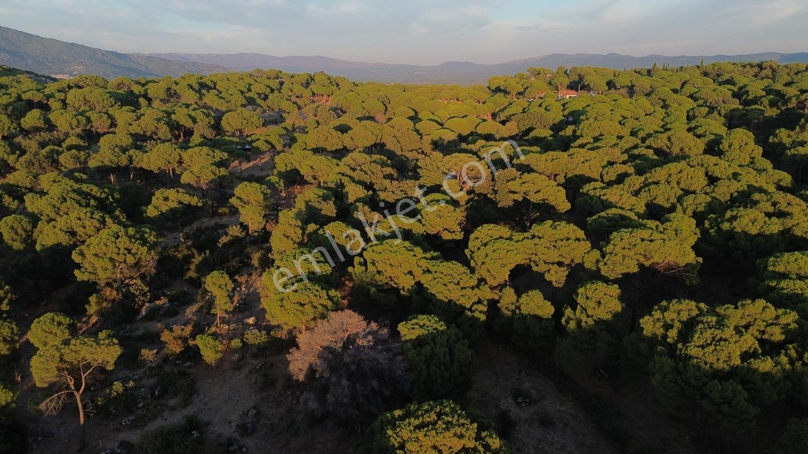 Bergama Hisarköy Mahallesin'de 28.525m2 Satılık Tarla — fotoğraf 28