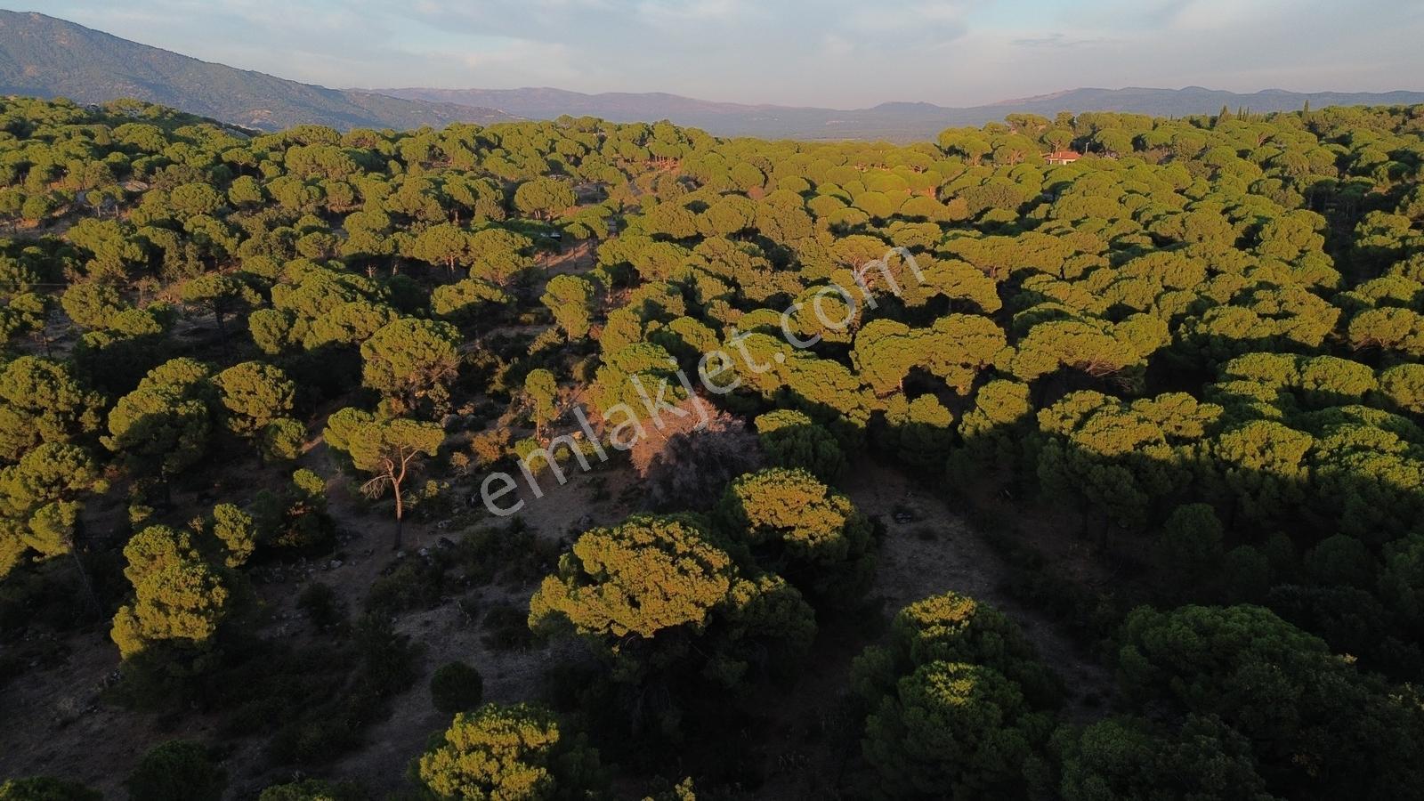 Bergama Hisarköy Mahallesin'de 28.525m2 Satılık Tarla — fotoğraf 29