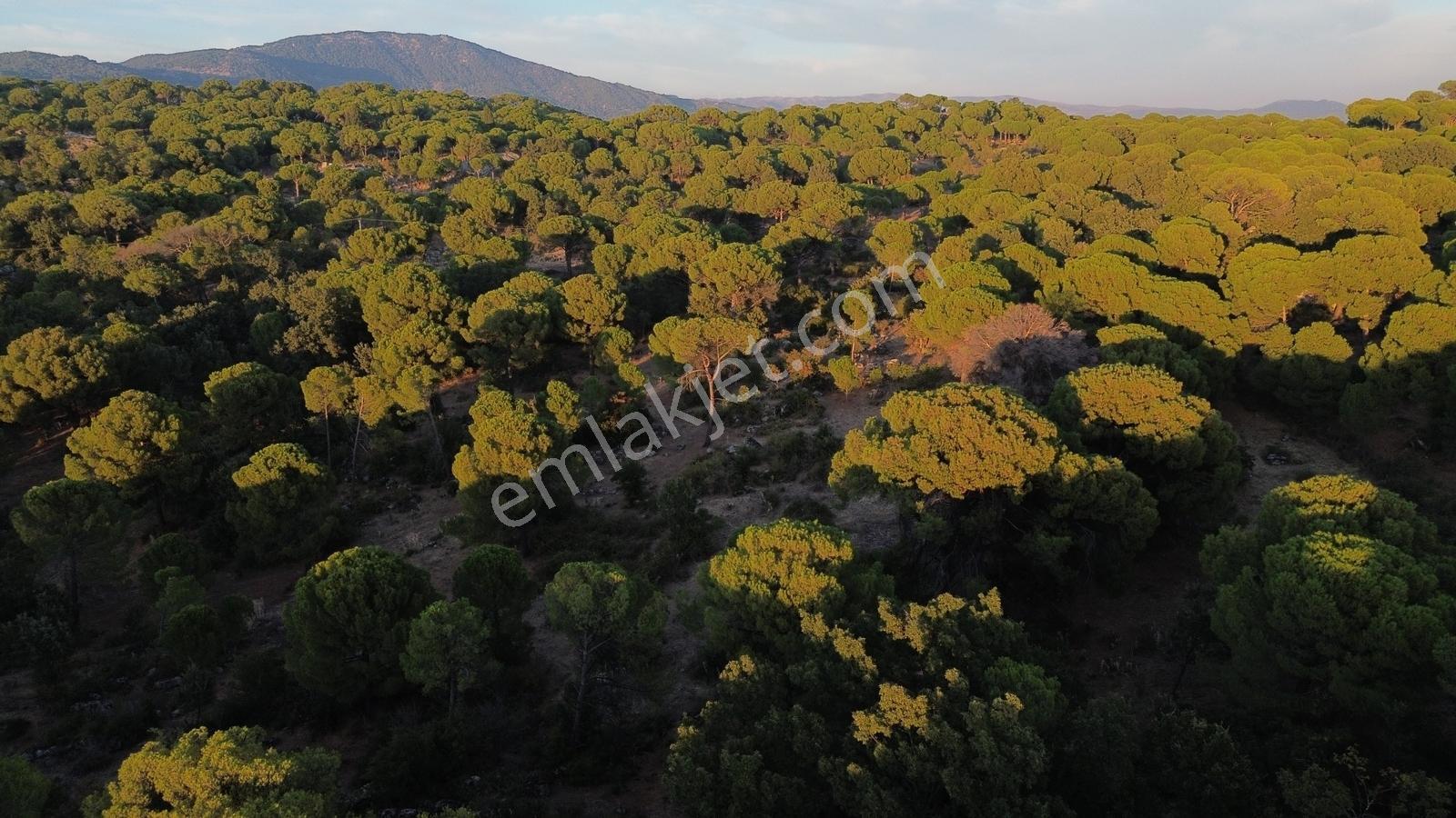 Bergama Hisarköy Mahallesin'de 28.525m2 Satılık Tarla — fotoğraf 31