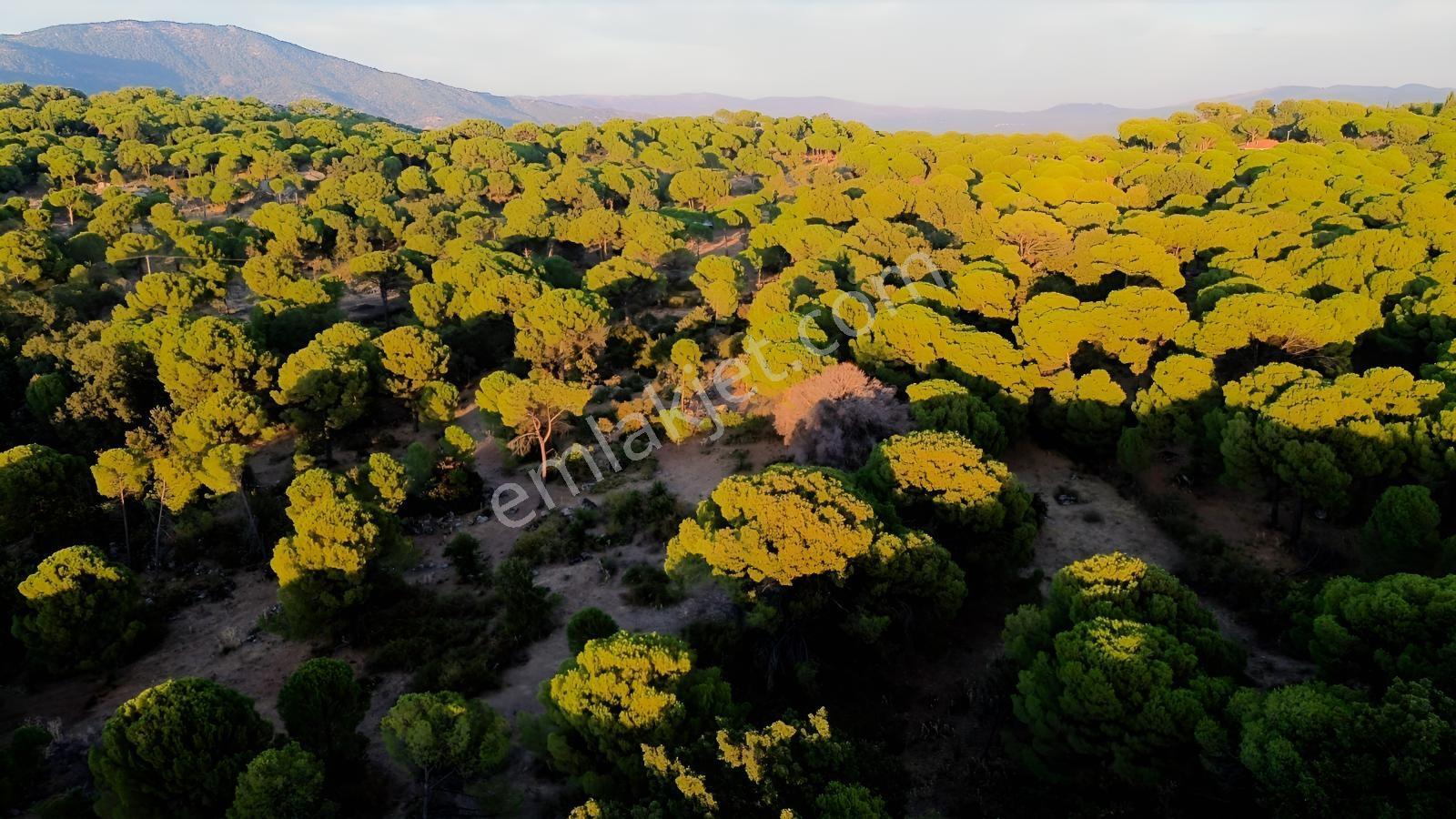 Bergama Hisarköy Mahallesin'de 28.525m2 Satılık Tarla — fotoğraf 32