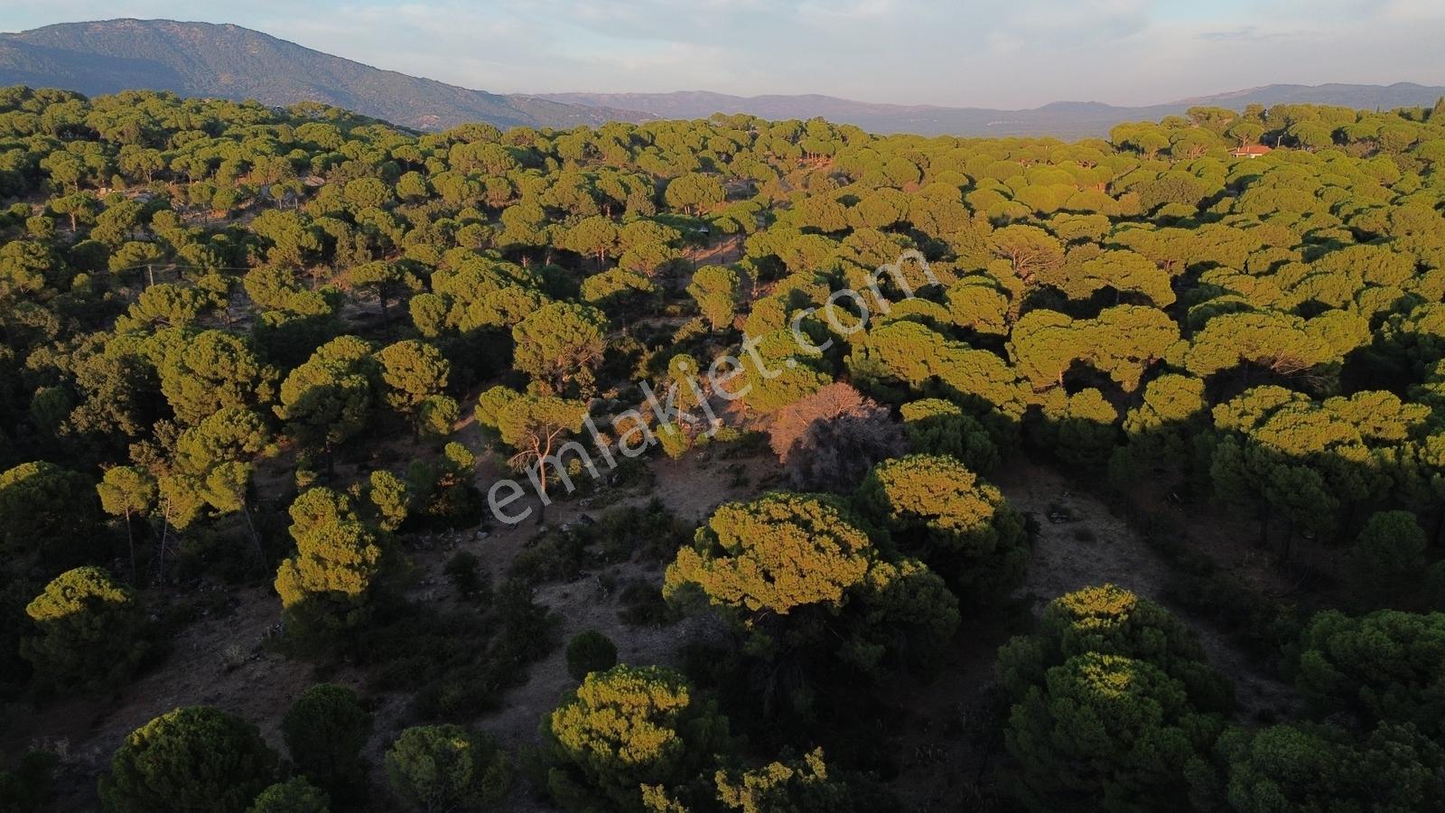 Bergama Hisarköy Mahallesin'de 28.525m2 Satılık Tarla — fotoğraf 33