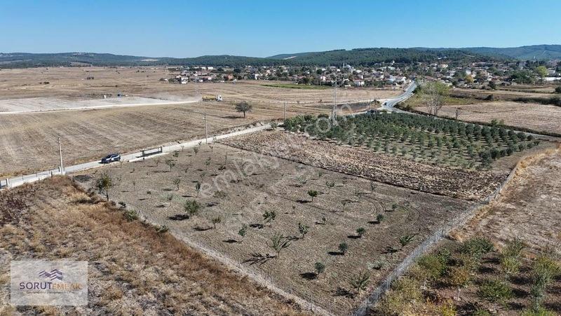Mecidiye Köyün De 1920m2 Meyve Bahçesi — fotoğraf 19