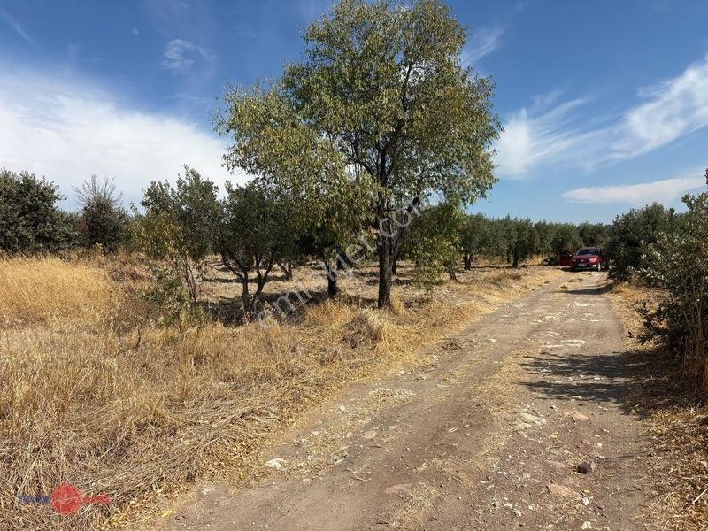 Bergama Cevaplı Korudağ Mevkinde Satılık Zeytinlik — fotoğraf 2