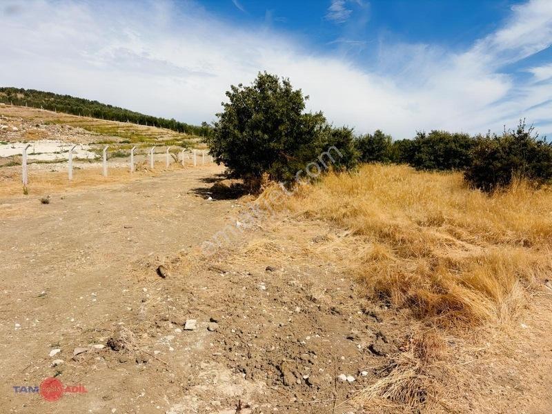 Bergama Cevaplı Korudağ Mevkinde Satılık Zeytinlik — fotoğraf 3