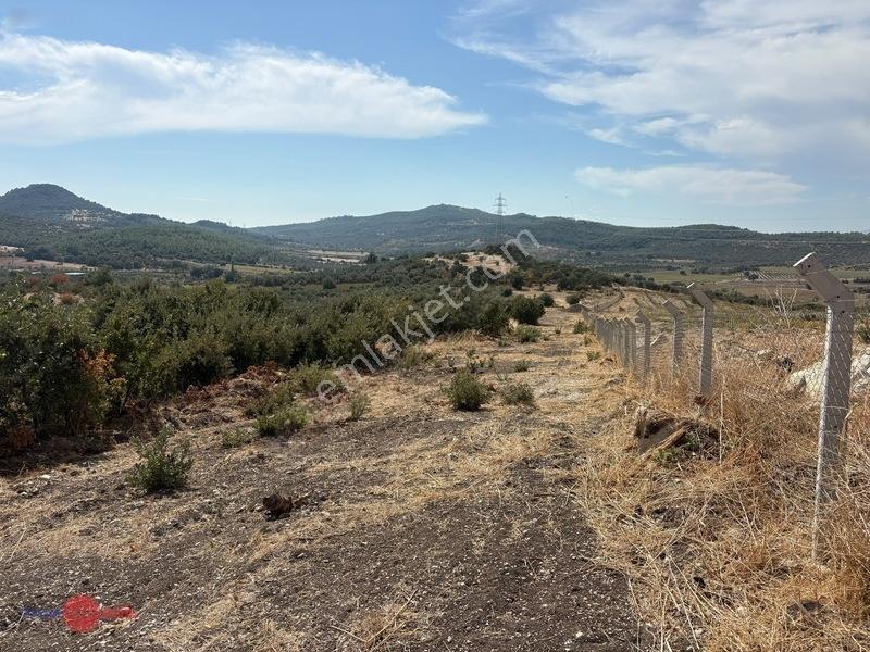 Bergama Cevaplı Korudağ Mevkinde Satılık Zeytinlik — fotoğraf 4