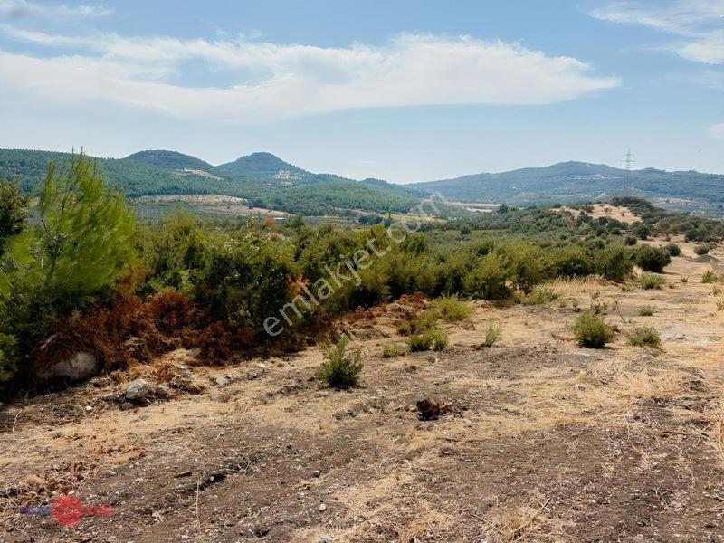 Bergama Cevaplı Korudağ Mevkinde Satılık Zeytinlik — fotoğraf 5