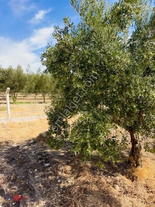 Bergama Cevaplı Korudağ Mevkinde Satılık Zeytinlik — fotoğraf 6