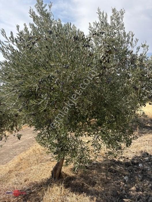 Bergama Cevaplı Korudağ Mevkinde Satılık Zeytinlik — fotoğraf 7