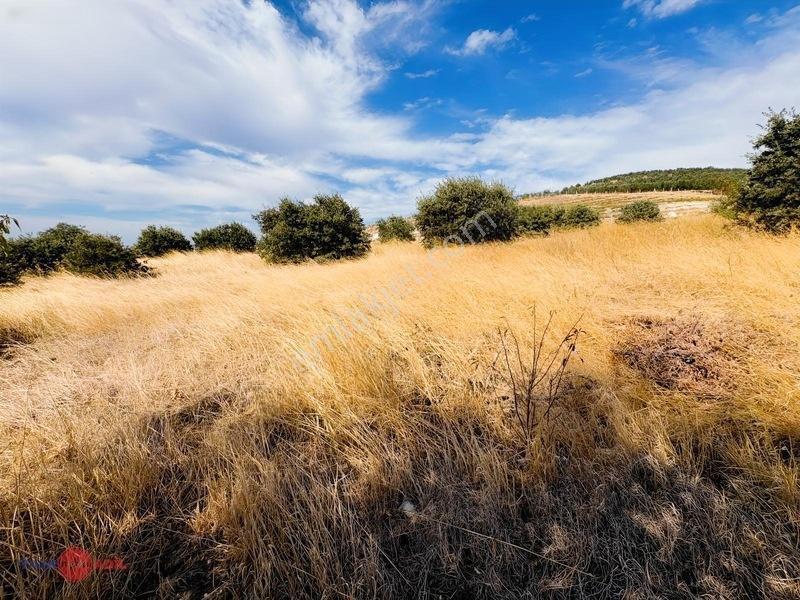 Bergama Cevaplı Korudağ Mevkinde Satılık Zeytinlik — fotoğraf 8