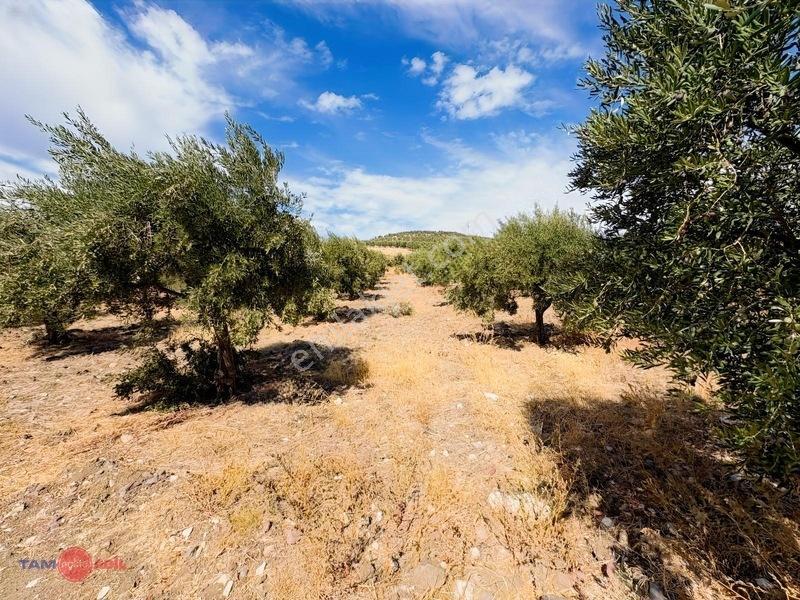 Bergama Cevaplı Korudağ Mevkinde Satılık Zeytinlik — fotoğraf 9