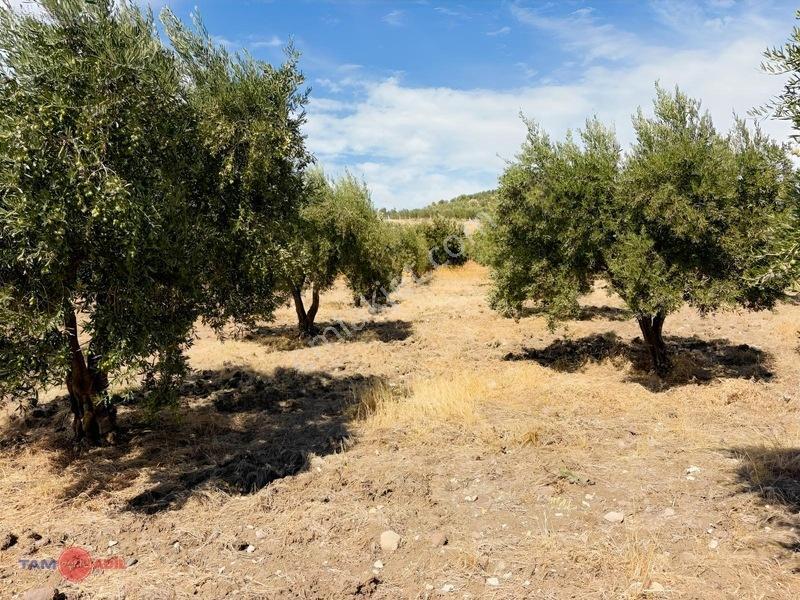 Bergama Cevaplı Korudağ Mevkinde Satılık Zeytinlik — fotoğraf 10