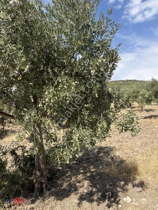 Bergama Cevaplı Korudağ Mevkinde Satılık Zeytinlik — fotoğraf 12