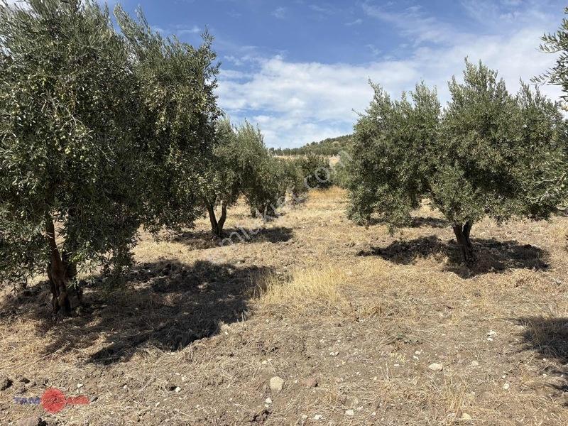 Bergama Cevaplı Korudağ Mevkinde Satılık Zeytinlik — fotoğraf 13