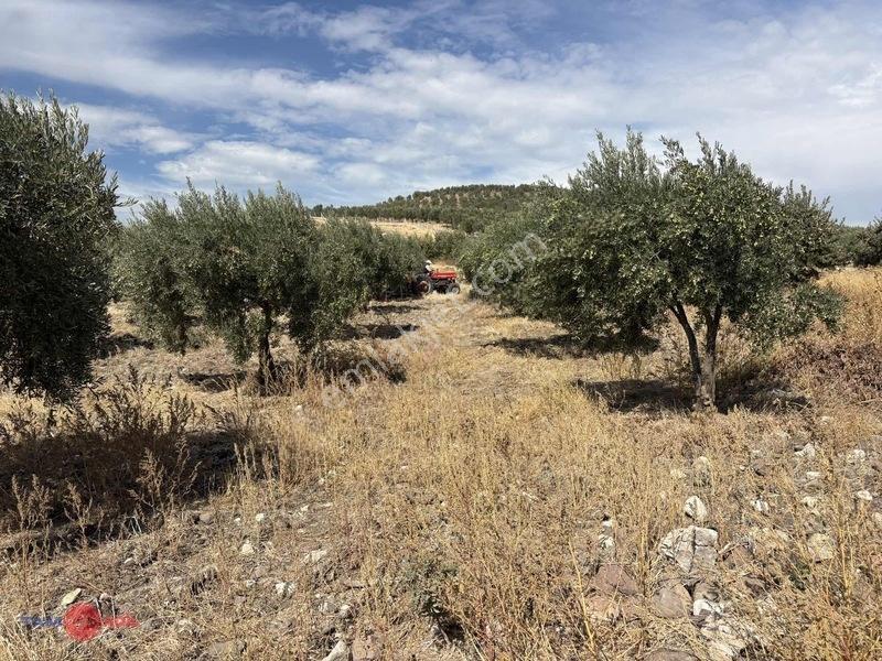 Bergama Cevaplı Korudağ Mevkinde Satılık Zeytinlik — fotoğraf 14