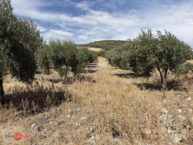 Bergama Cevaplı Korudağ Mevkinde Satılık Zeytinlik — fotoğraf 15