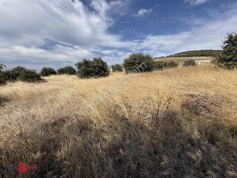 Bergama Cevaplı Korudağ Mevkinde Satılık Zeytinlik — fotoğraf 16