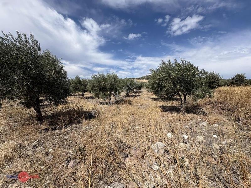 Bergama Cevaplı Korudağ Mevkinde Satılık Zeytinlik — fotoğraf 17
