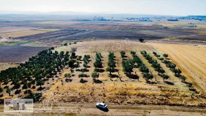 Kumkalede 14.000M2 İçinde 500 Zeytin Ağacı Olan Tarla Satılıktır
