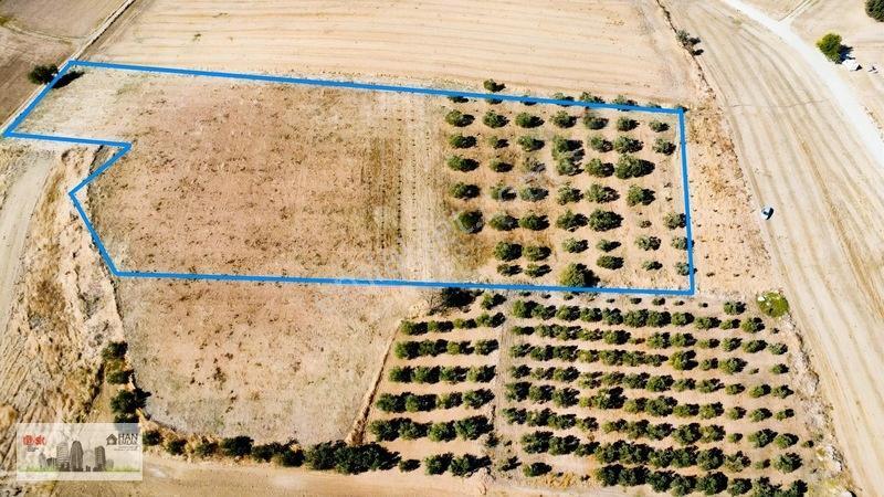 Kumkalede 14.000m2 İçinde 500 Zeytin Ağacı Olan Tarla Satılıktır — fotoğraf 2