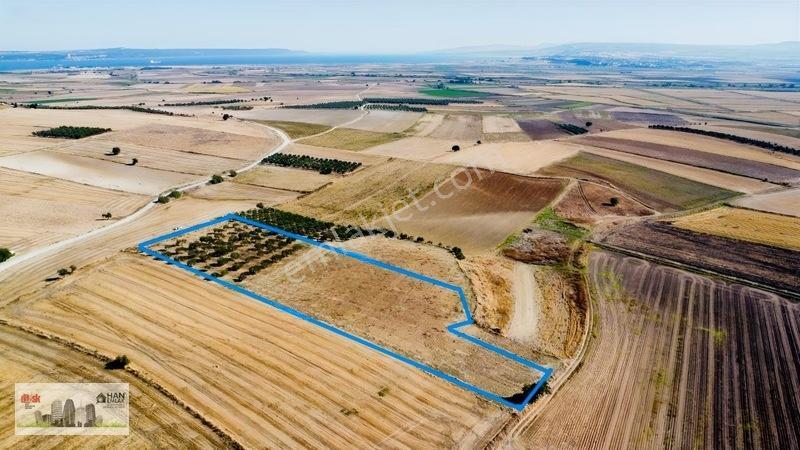 Kumkalede 14.000m2 İçinde 500 Zeytin Ağacı Olan Tarla Satılıktır — fotoğraf 3