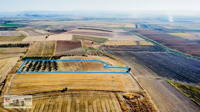 Kumkalede 14.000m2 İçinde 500 Zeytin Ağacı Olan Tarla Satılıktır — fotoğraf 4