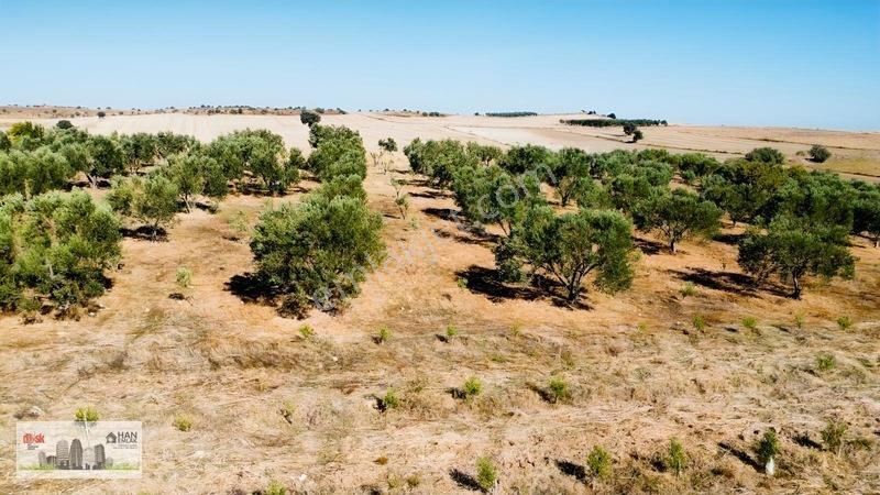 Kumkalede 14.000m2 İçinde 500 Zeytin Ağacı Olan Tarla Satılıktır — fotoğraf 5