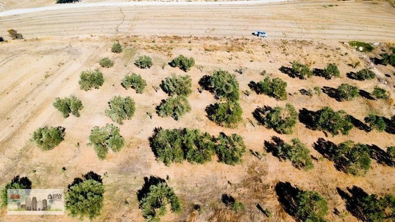 Kumkalede 14.000m2 İçinde 500 Zeytin Ağacı Olan Tarla Satılıktır — fotoğraf 6