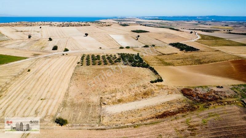 Kumkalede 14.000m2 İçinde 500 Zeytin Ağacı Olan Tarla Satılıktır — fotoğraf 7