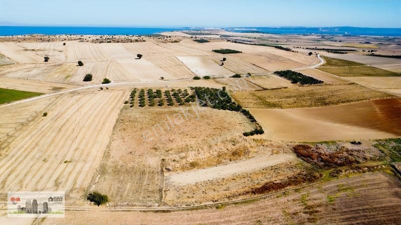 Kumkalede 14.000m2 İçinde 500 Zeytin Ağacı Olan Tarla Satılıktır — fotoğraf 8