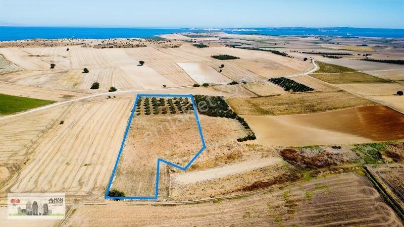 Kumkalede 14.000m2 İçinde 500 Zeytin Ağacı Olan Tarla Satılıktır — fotoğraf 9