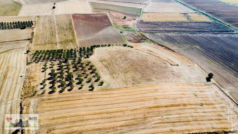 Kumkalede 14.000m2 İçinde 500 Zeytin Ağacı Olan Tarla Satılıktır — fotoğraf 17