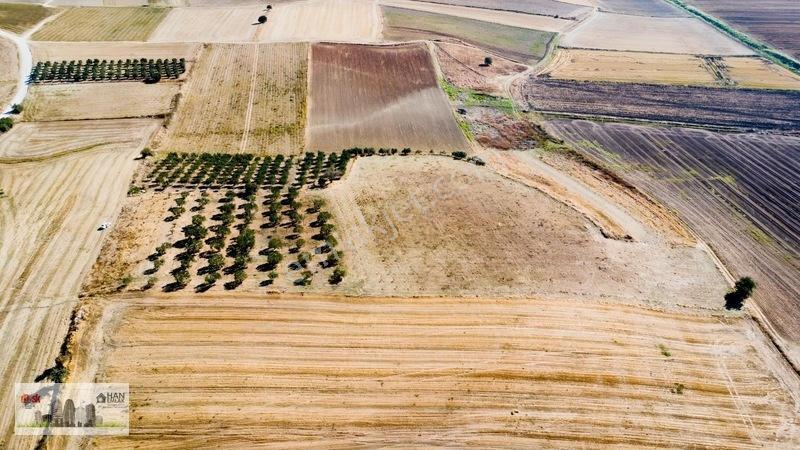 Kumkalede 14.000m2 İçinde 500 Zeytin Ağacı Olan Tarla Satılıktır — fotoğraf 19