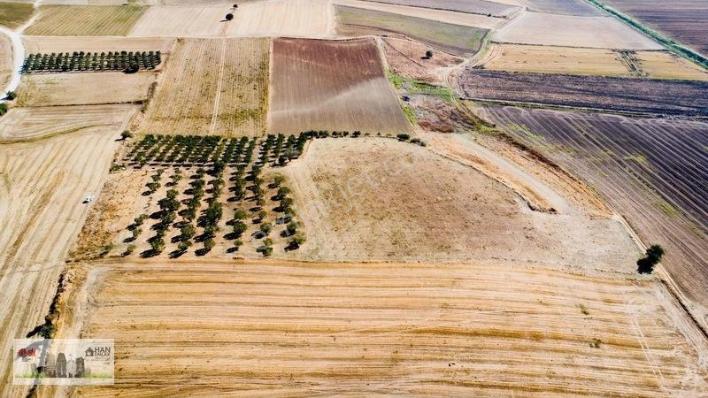 Kumkalede 14.000m2 İçinde 500 Zeytin Ağacı Olan Tarla Satılıktır — fotoğraf 20