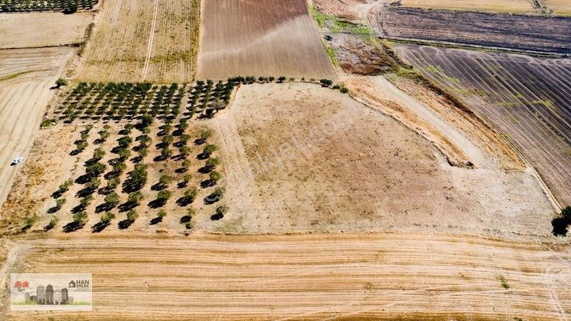 Kumkalede 14.000m2 İçinde 500 Zeytin Ağacı Olan Tarla Satılıktır — fotoğraf 21